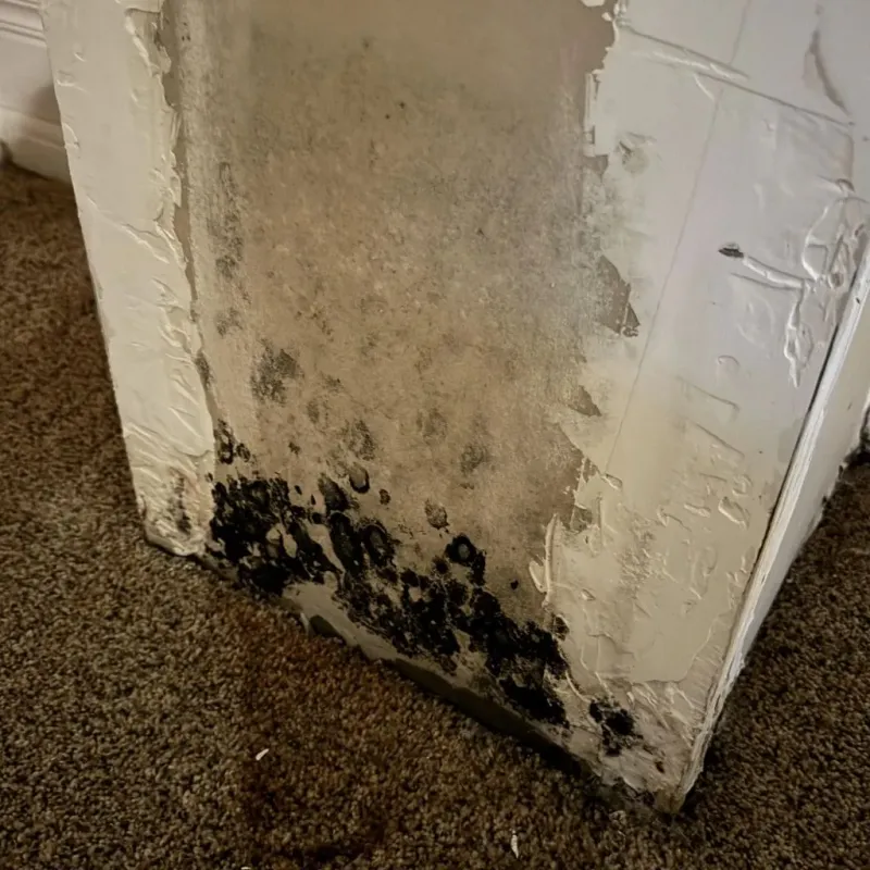 Professional Mold Removal in West Springfield, MA